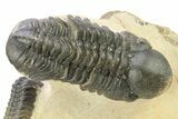 Two Detailed Reedops Trilobite - Atchana, Morocco #283913-6